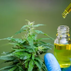 Benefits and Uses of CBD Oil