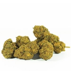 Mango Haze Cannabis UK