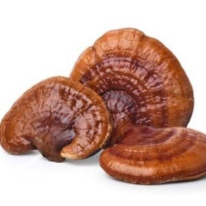 REISHI DRIED MUSHROOMS UK